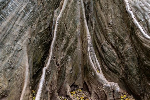 Details of The image of The largest and highest giant tree  in Ban Sanam of Uthai Thani Province, Thailand, nature background, Selective focus.