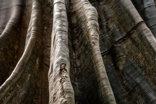 Details of The image of The largest and highest giant tree  in Ban Sanam of Uthai Thani Province, Thailand, nature background, Selective focus.