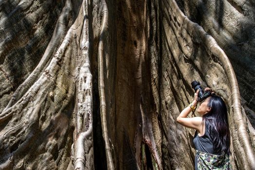 Young woman with Shoulder bag and using a camera to take photo Giant big tree, Size comparison between human and giant big tree in Ban Sanam of Uthai Thani Province, Thailand, nature background.