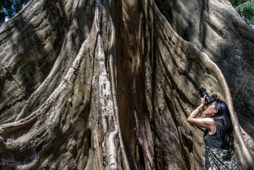 Young woman with Shoulder bag and using a camera to take photo Giant big tree, Size comparison between human and giant big tree in Ban Sanam of Uthai Thani Province, Thailand, nature background.