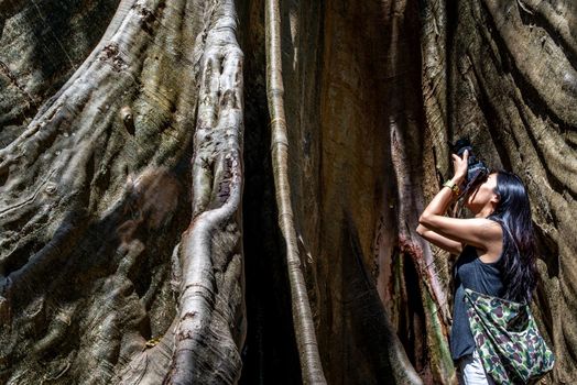 Young woman with Shoulder bag and using a camera to take photo Giant big tree, Size comparison between human and giant big tree in Ban Sanam of Uthai Thani Province, Thailand, nature background.