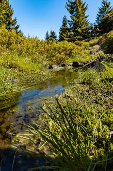 Small mountain stream in Jizera mountains with trees and bushes around