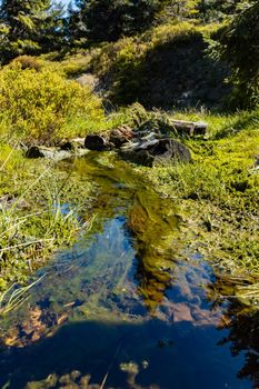 Small mountain stream in Jizera mountains with trees and bushes around