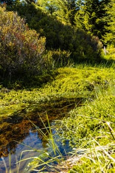 Small mountain stream in Jizera mountains with trees and bushes around