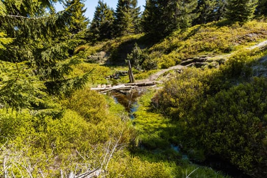 Small mountain stream in Jizera mountains with trees and bushes around