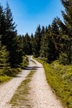 Long mountain trail in Jizera Mountains with high trees around