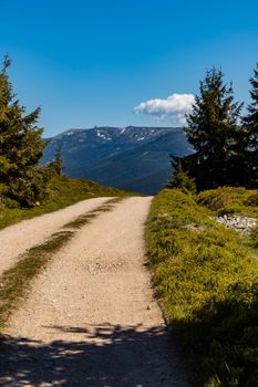 Long mountain trail in Jizera Mountains with high trees around