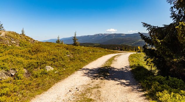 Long mountain trail in Jizera Mountains with high trees around