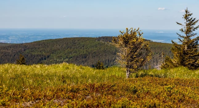 Panorama of Jizera mountains at sunny day with small trees and bushes in front of