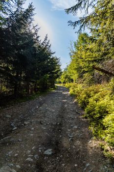 Long mountain trail in Jizera Mountains with high trees around