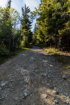 Long mountain trail in Jizera Mountains with high trees around