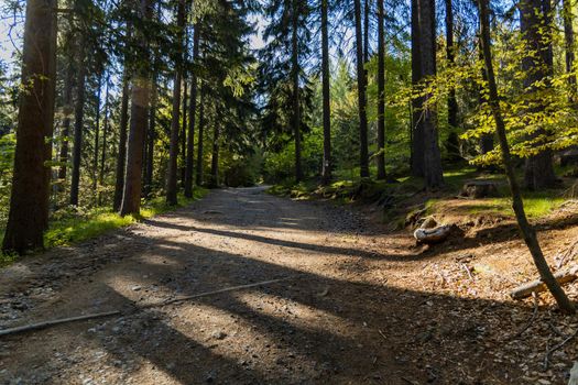Long mountain trail in Jizera Mountains with high trees around