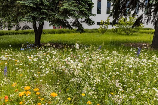 Small green square full of colorful flowers with high blades of grass