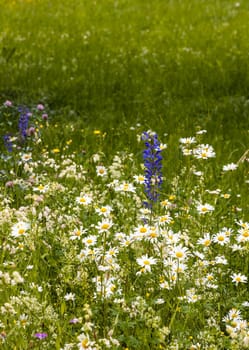 Small green square full of colorful flowers with high blades of grass