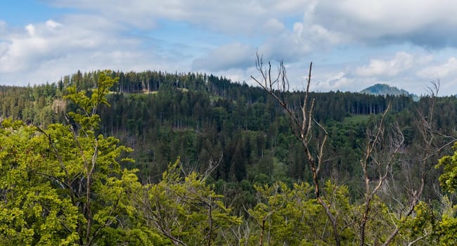 Panorama of Rudawy Janowickie mountains full of high trees at sunny day