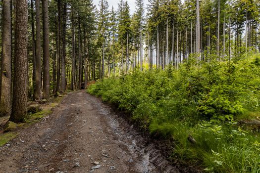 Long path in Rudawy Janowickie mountains between high trees and bushes