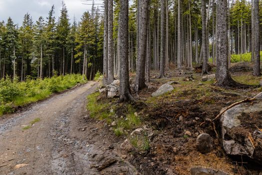 Long path in Rudawy Janowickie mountains between high trees and bushes