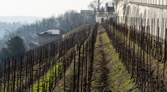 vineyards in a european city.