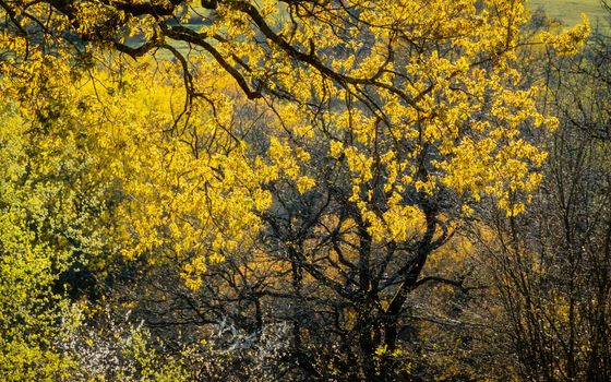 Beautiful backlit yellow tree leaves, early spring season