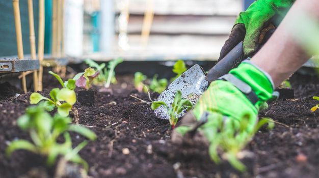 Woman is planting vegetables and herbs in raised bed. Fresh plants and soil.
