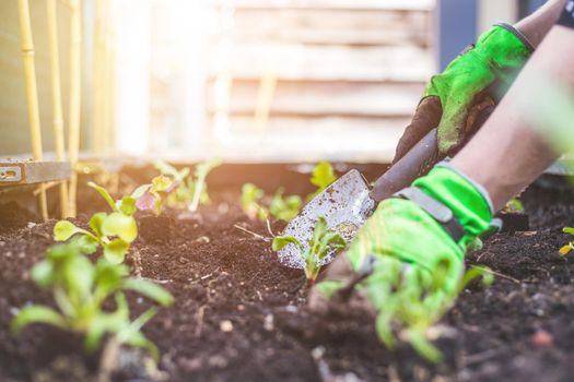 Woman is planting vegetables and herbs in raised bed. Fresh plants and soil.