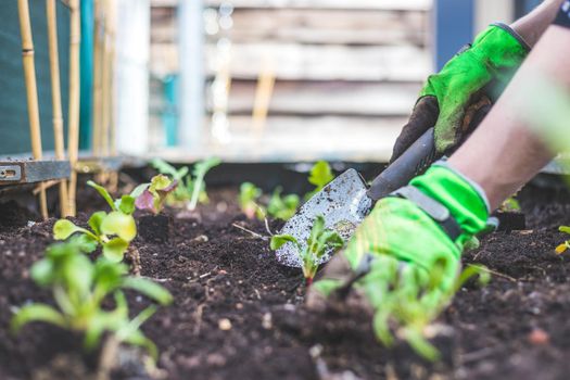 Woman is planting vegetables and herbs in raised bed. Fresh plants and soil.