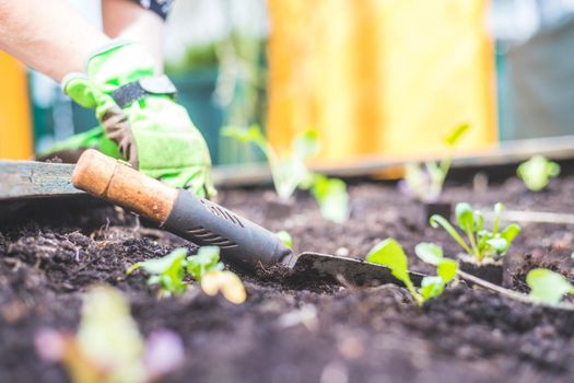 Planting vegetables and herbs in raised bed. Fresh plants and soil.