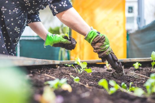 Woman is planting vegetables and herbs in raised bed. Fresh plants and soil.