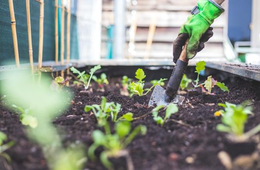Woman is planting vegetables and herbs in raised bed. Fresh plants and soil.
