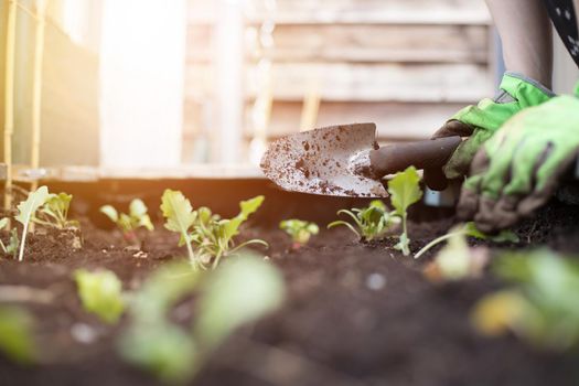 Planting vegetables and herbs in raised bed. Fresh plants and soil.