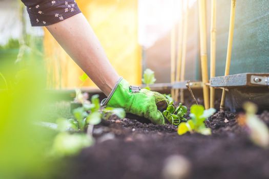 Woman is planting vegetables and herbs in raised bed. Fresh plants and soil.