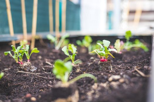 Planting radish, vegetables and herbs in raised bed. Fresh plants and soil.
