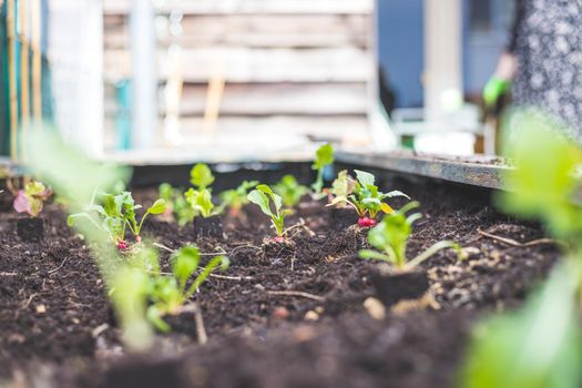 Planting radish, vegetables and herbs in raised bed. Fresh plants and soil.