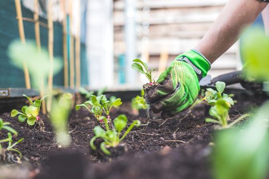 Woman is planting radish, vegetables and herbs in raised bed. Fresh plants and soil.
