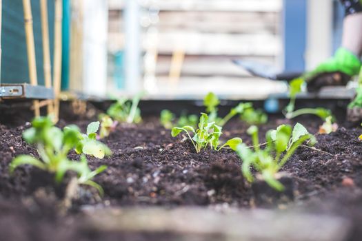 Planting vegetables and herbs in raised bed. Fresh plants and soil.