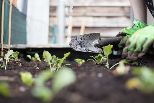 Planting vegetables and herbs in raised bed. Fresh plants and soil.