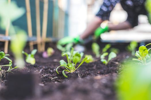Planting vegetables and herbs in raised bed. Fresh plants and soil.