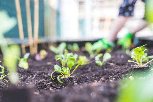 Planting vegetables and herbs in raised bed. Fresh plants and soil.