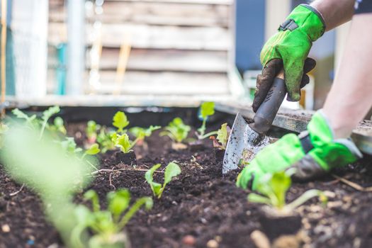 Woman is planting vegetables and herbs in raised bed. Fresh plants and soil.
