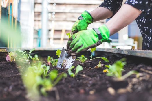 Woman is planting vegetables and herbs in raised bed. Fresh plants and soil.