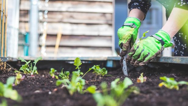 Woman is planting vegetables and herbs in raised bed. Fresh plants and soil.