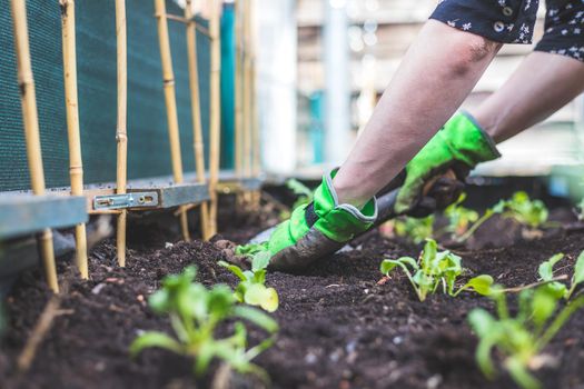 Woman is planting vegetables and herbs in raised bed. Fresh plants and soil.