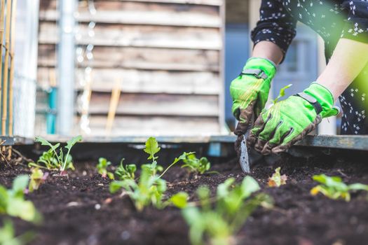 Woman is planting vegetables and herbs in raised bed. Fresh plants and soil.