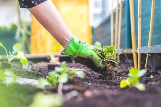 Woman is planting vegetables and herbs in raised bed. Fresh plants and soil.