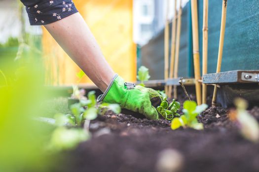 Woman is planting vegetables and herbs in raised bed. Fresh plants and soil.