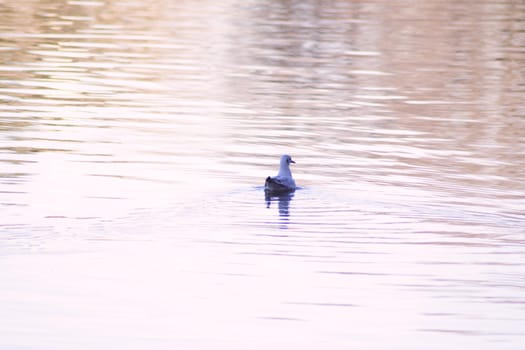 Duck silhouette swimming in a lake. Sunset