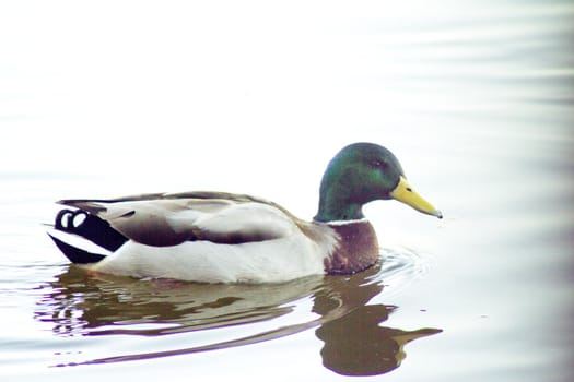 Duck silhouette swimming in a lake. Sunset