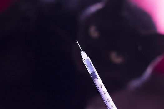 Syringe with insulin and black cat background. No people