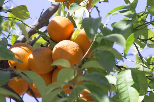 Orange tree in the sun with very green leaves. No people