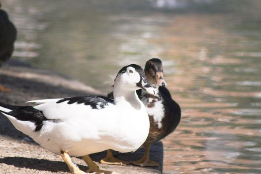 Duck living in an artificial city pond. No people